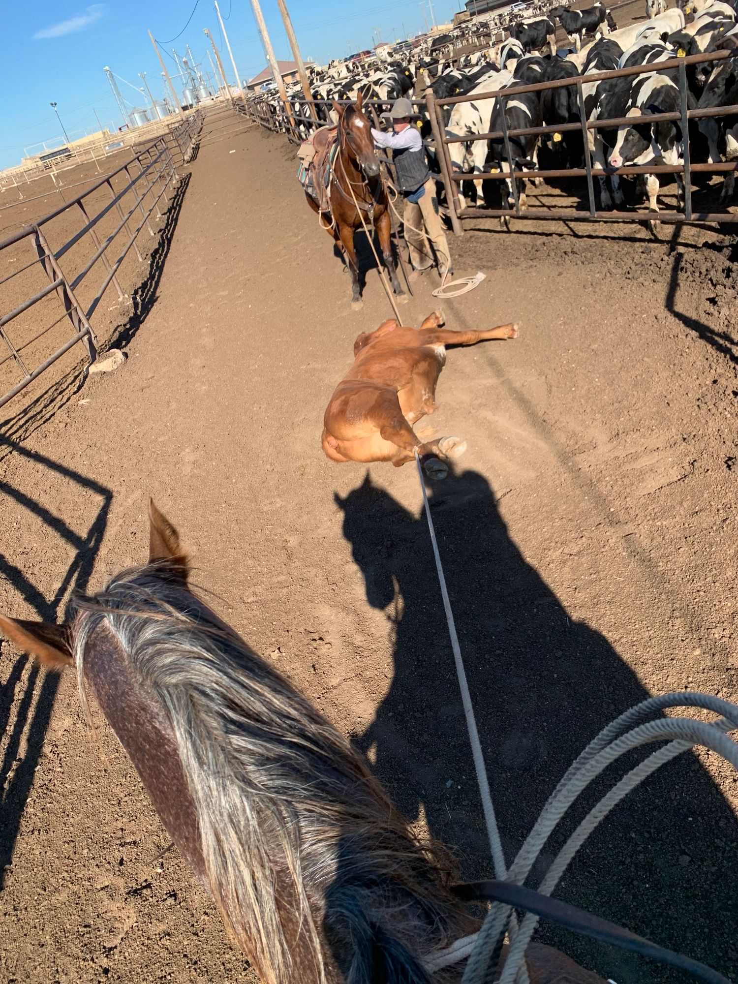 A first-person view from horseback shows a brown dog laying in dirt near cattle pens at a ranch or feedlot.