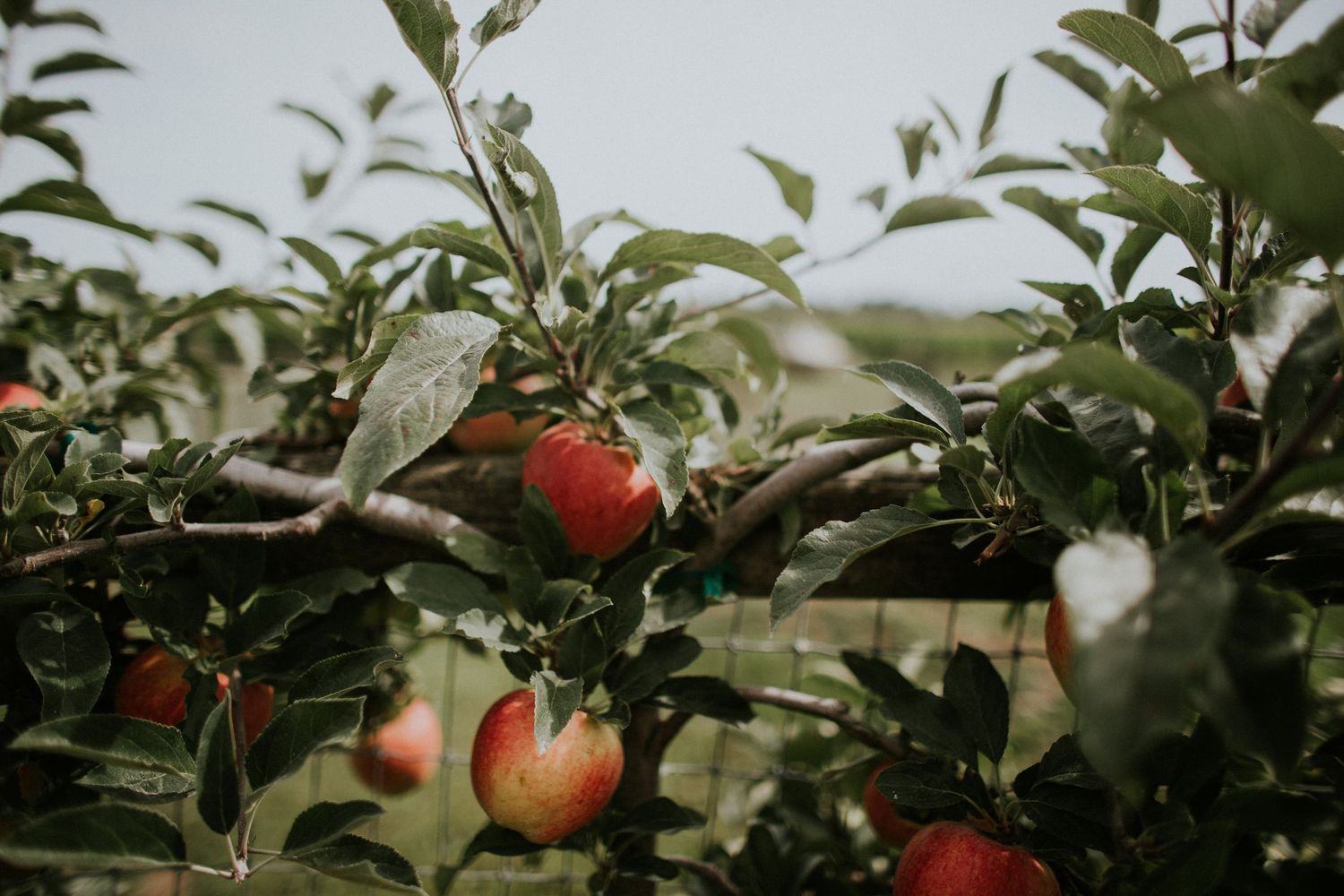 Detail shot of fresh apples at Snohomish farm wedding venue by Washington lifestyle photographer