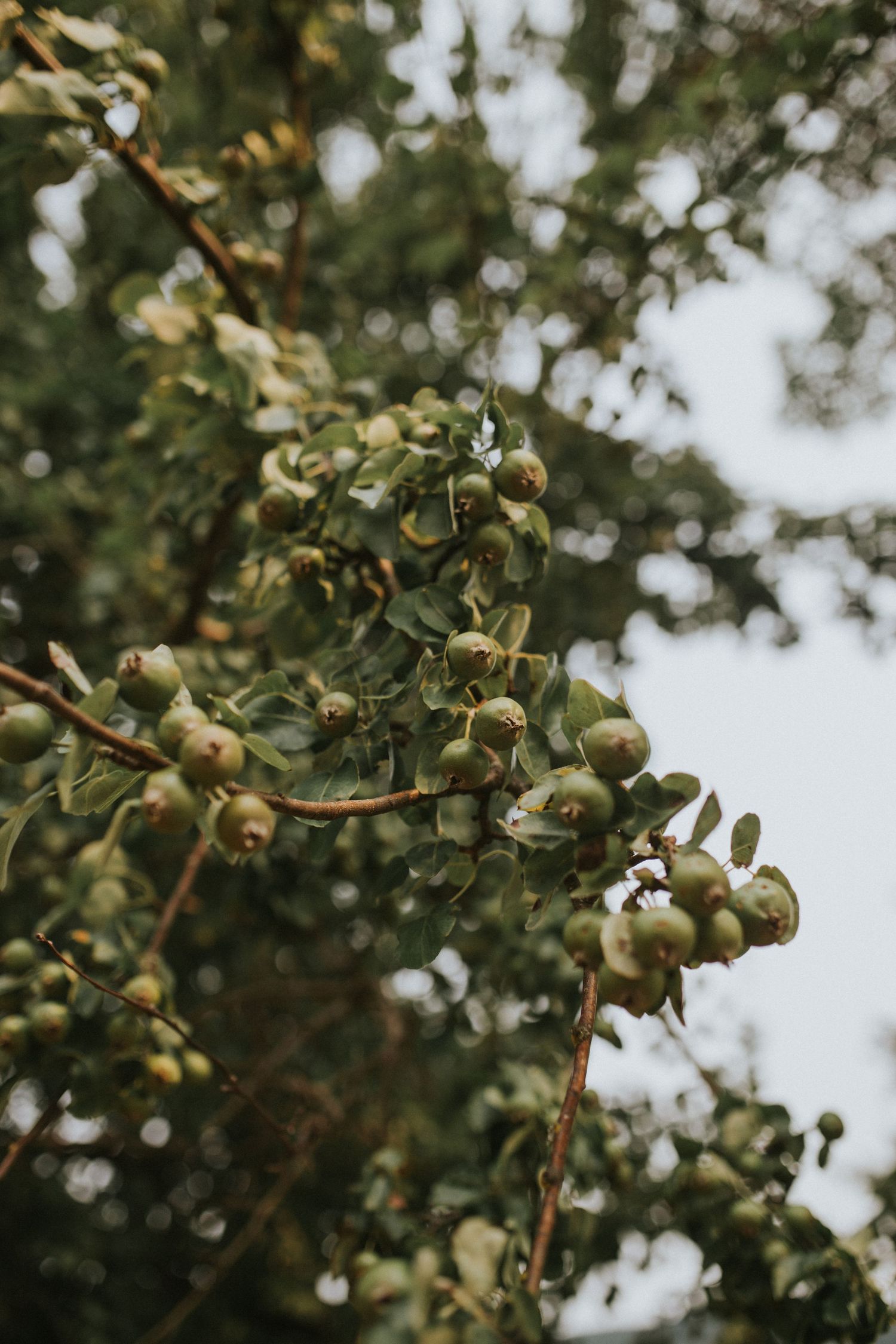 Close up of tree branches in natural light photography session at Discovery Park. Photo by Lauren Christine Parker