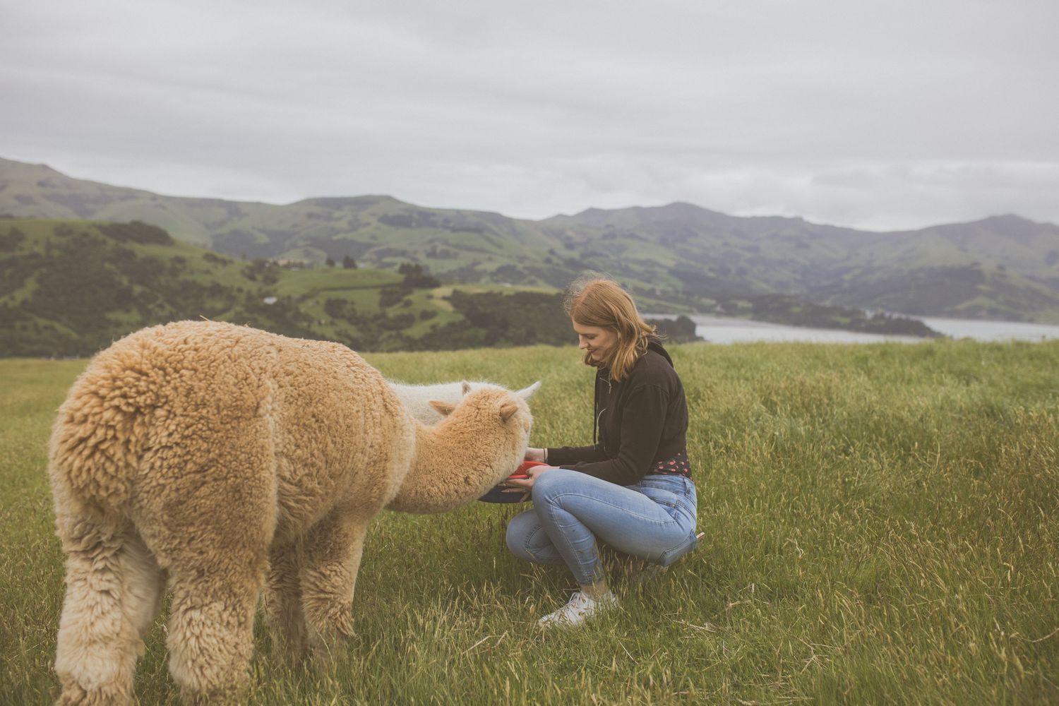 photographer, animal lover