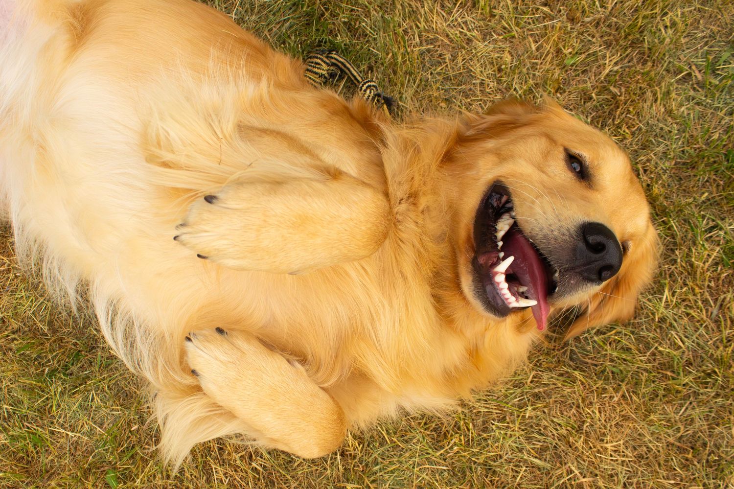Golden retriever lying on back in grass with tongue out, looking up happily.