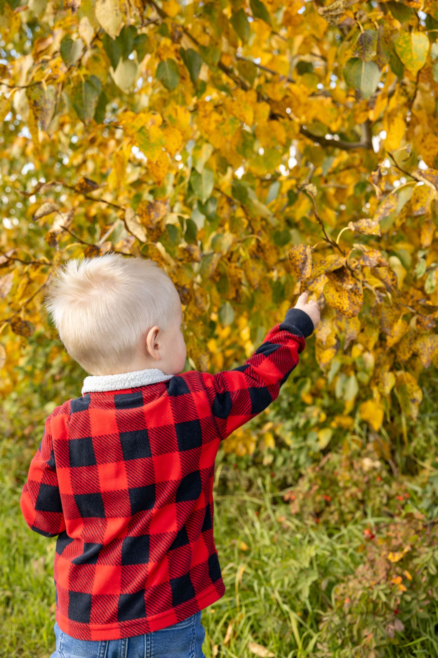 Blonde toddler boy in red plaid shirt reaching up to touch yellow autumn leaves on a tree.