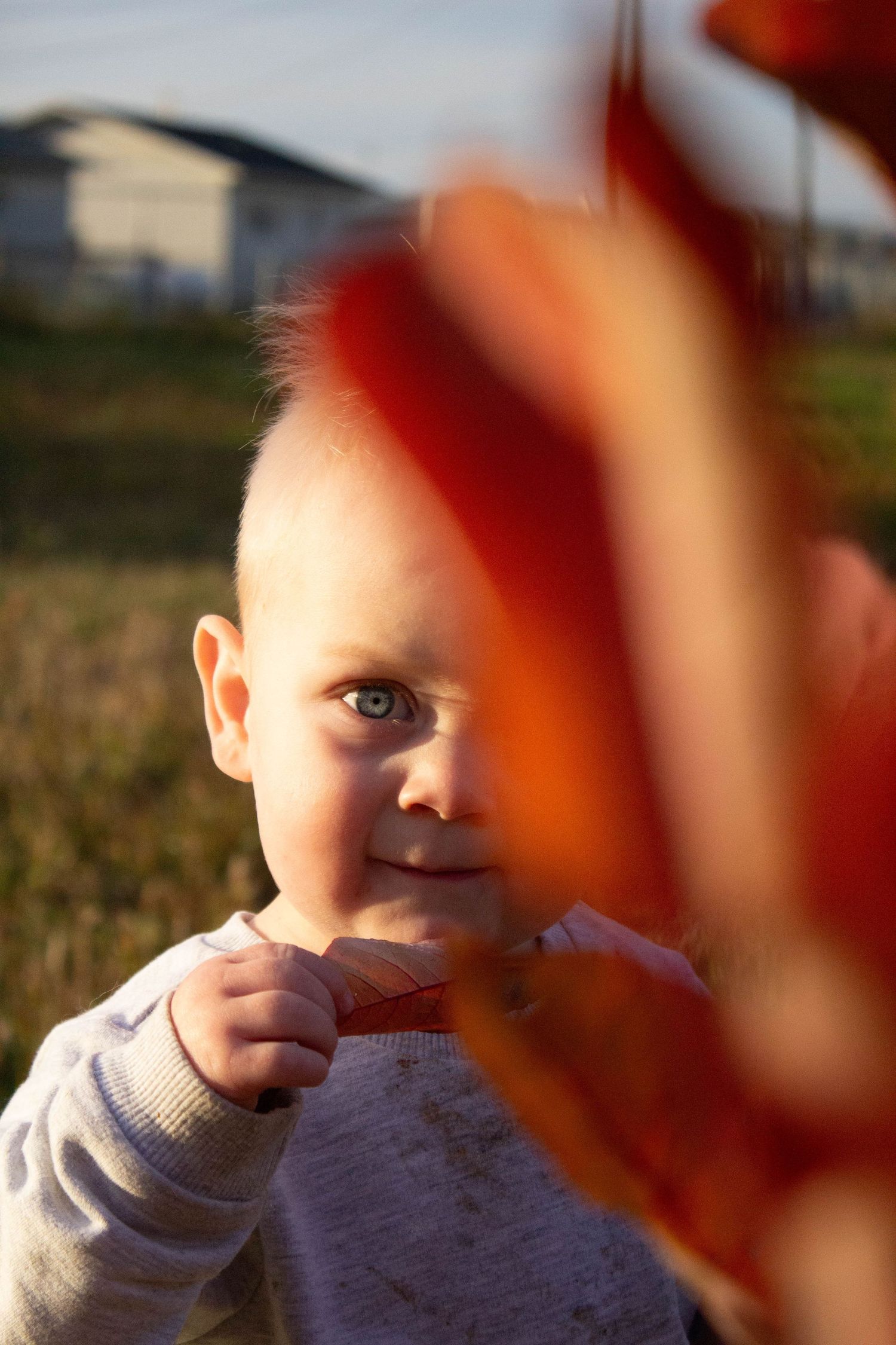 Close-up of curious baby peeking through vibrant red autumn leaf in golden sunlight.