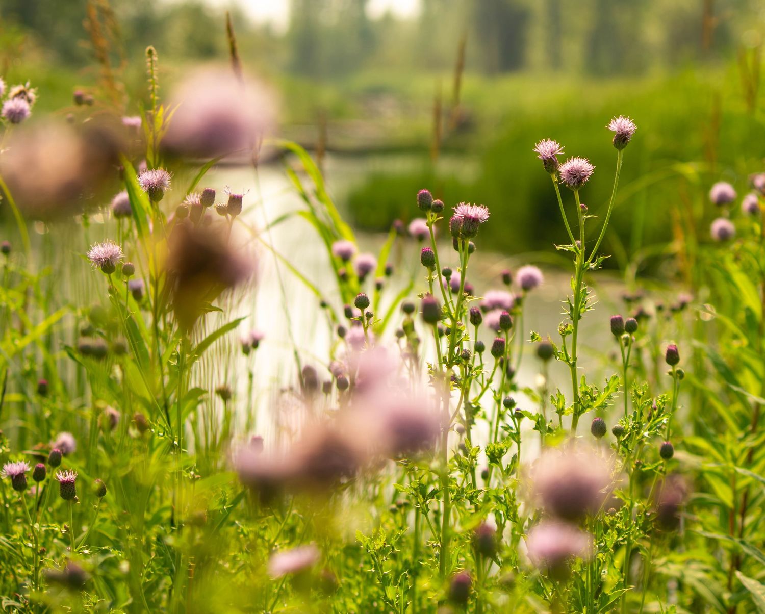 Purple thistle wildflowers growing beside a sunlit stream in a soft green meadow.