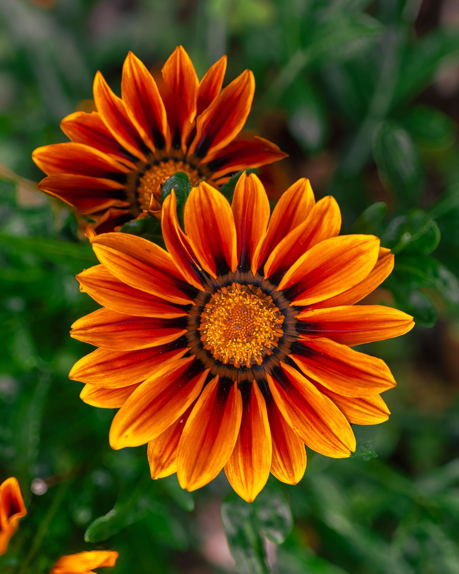 Vibrant orange and red gazania flowers with yellow centers bloom against a lush green foliage background.