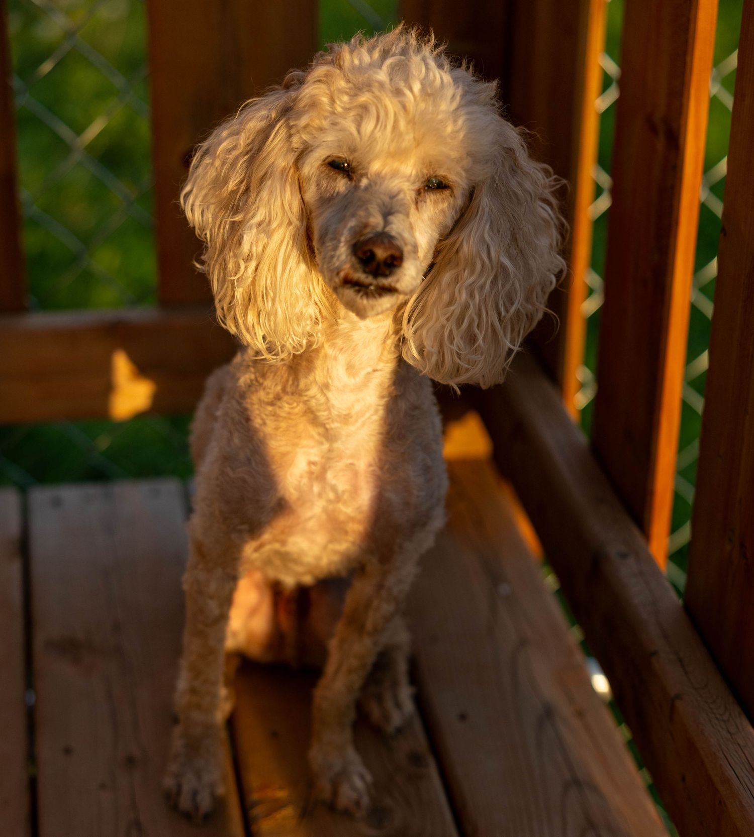 A fluffy cream poodle sits on a wooden deck bathed in warm golden sunset light.