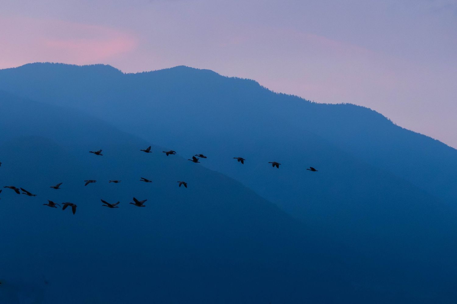 Flock of birds flying in formation against blue mountain silhouette at dusk twilight sky.