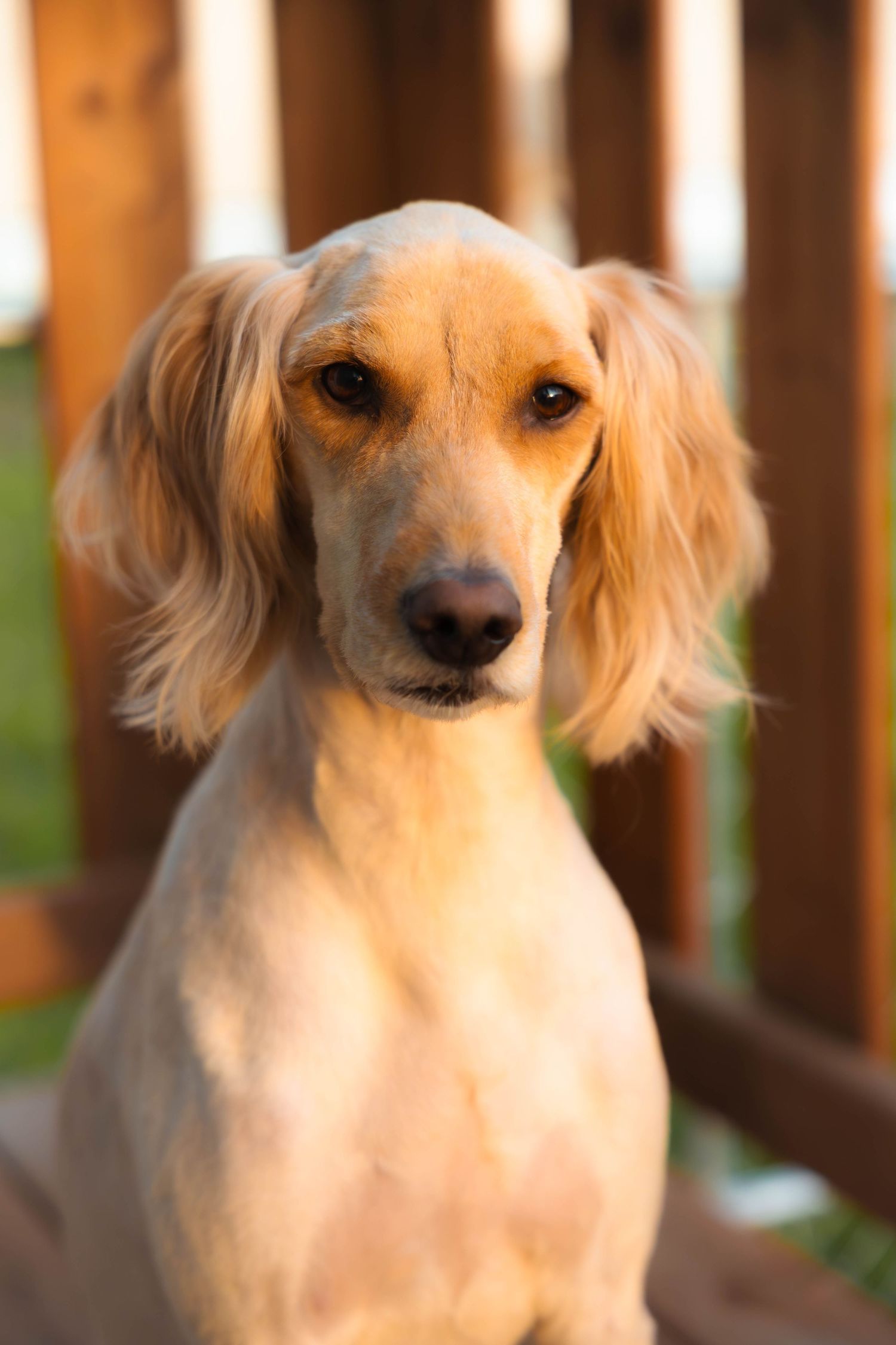 A golden Saluki puppy with long silky ears sits attentively outdoors near a wooden fence in warm sunlight.