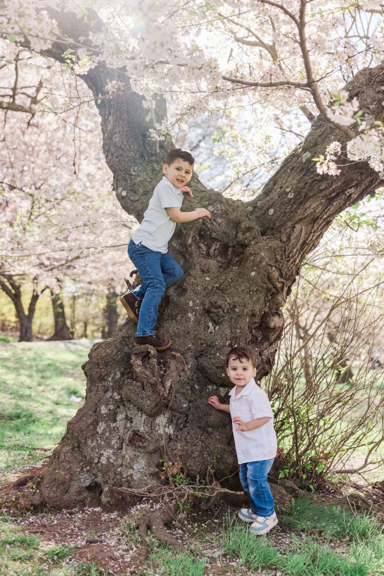 Two young brothers play on a large cherry blossom tree, one climbing while the other stands below.