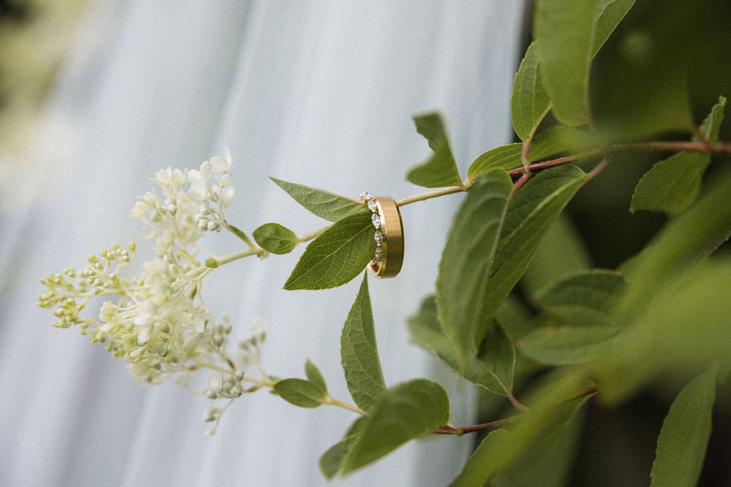 Gold wedding band resting on a branch with white flowers and green leaves, with a waterfall in the background.