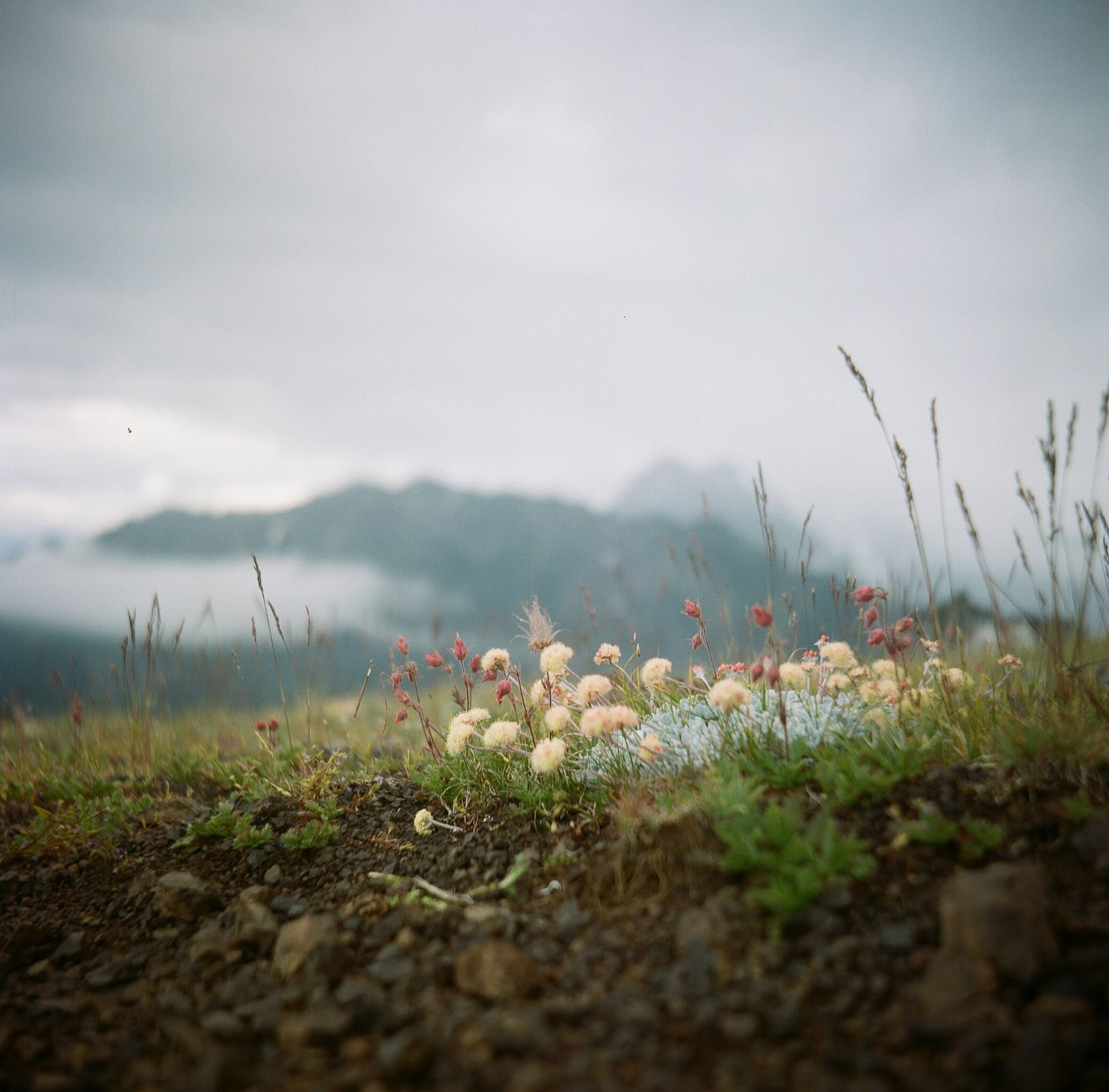 Wild flowers bloom on rocky ground with misty mountains in the background under an overcast sky.