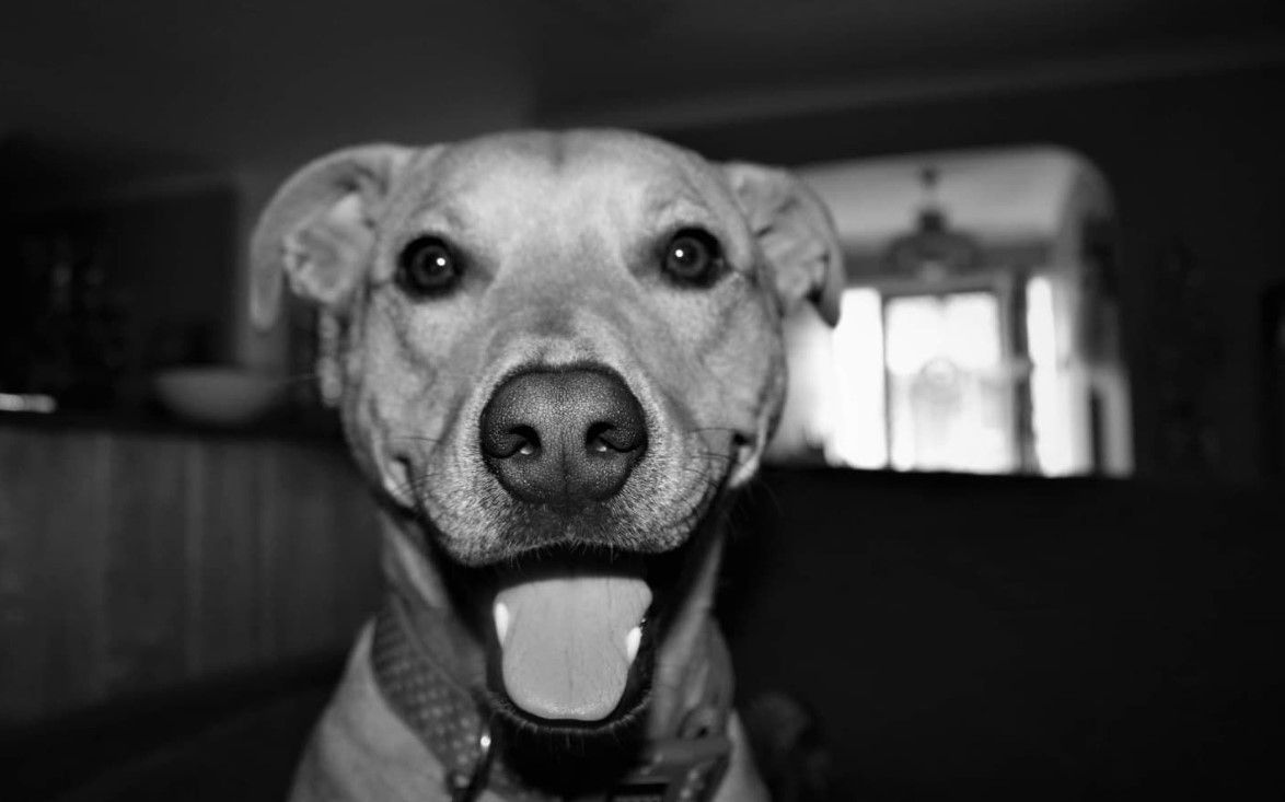 Black and white photo of a happy smiling dog with mouth open and tongue out, looking directly at camera.