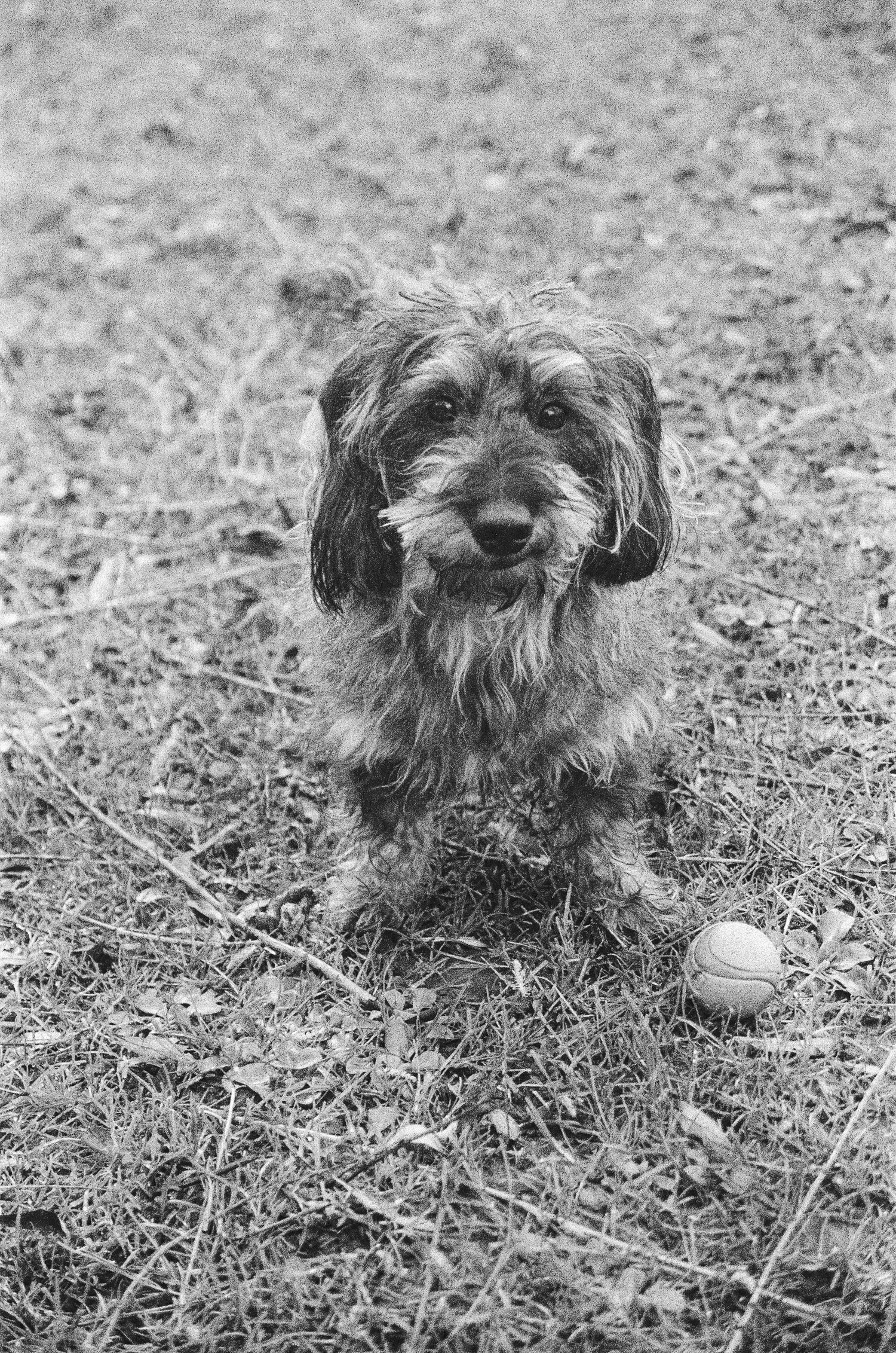 A black and white portrait 35mm film of a small dachshund mix dog with its ball