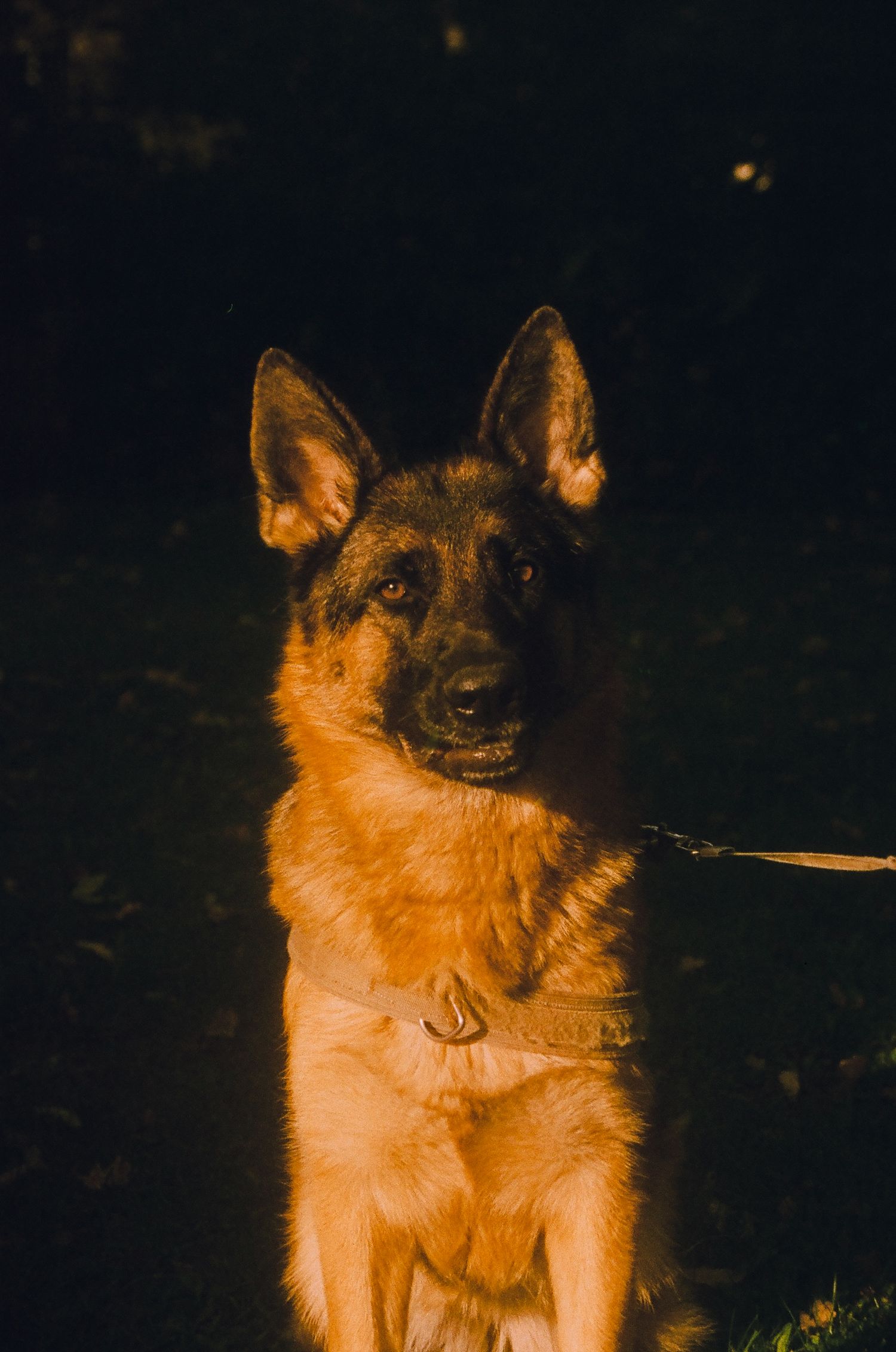 A colored portrait 35mm film of a german shepherd in a fied