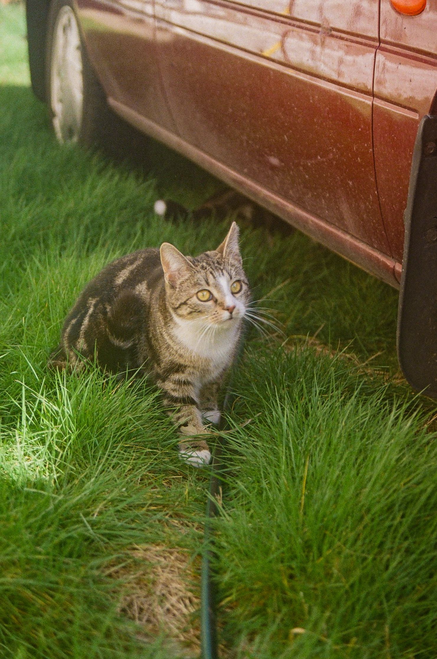 A colored 35mm film of grey and white cat in grass next to a red car