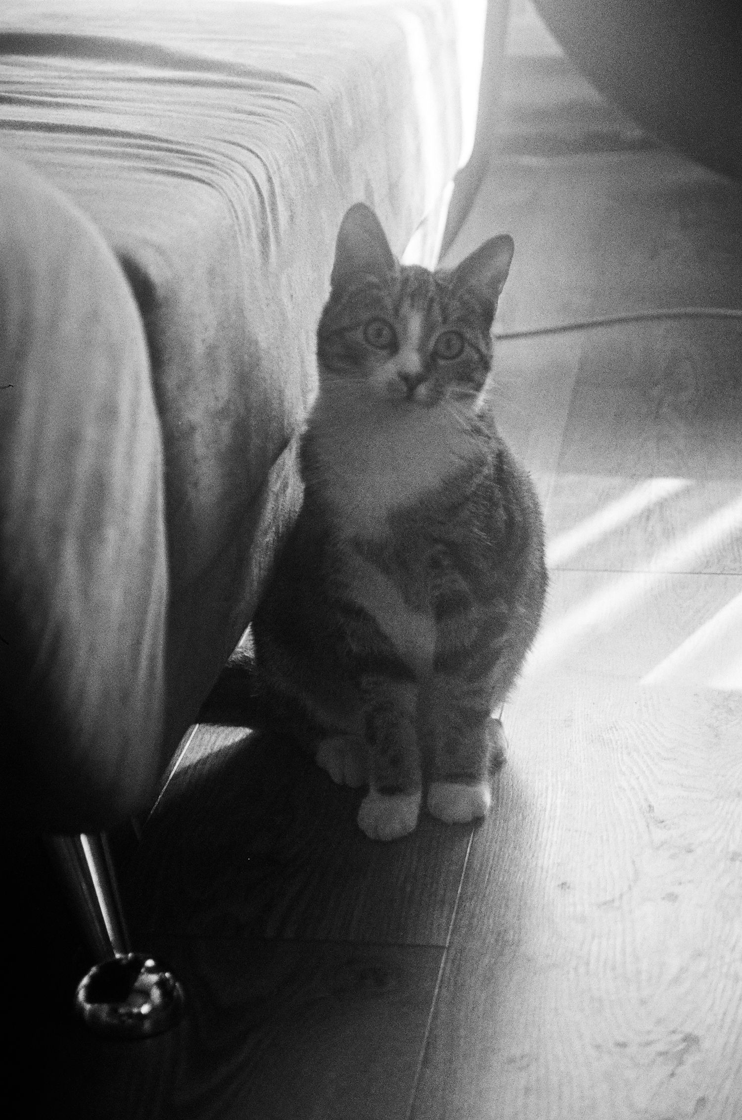 A black and white 35mm film of a cat next to a couch