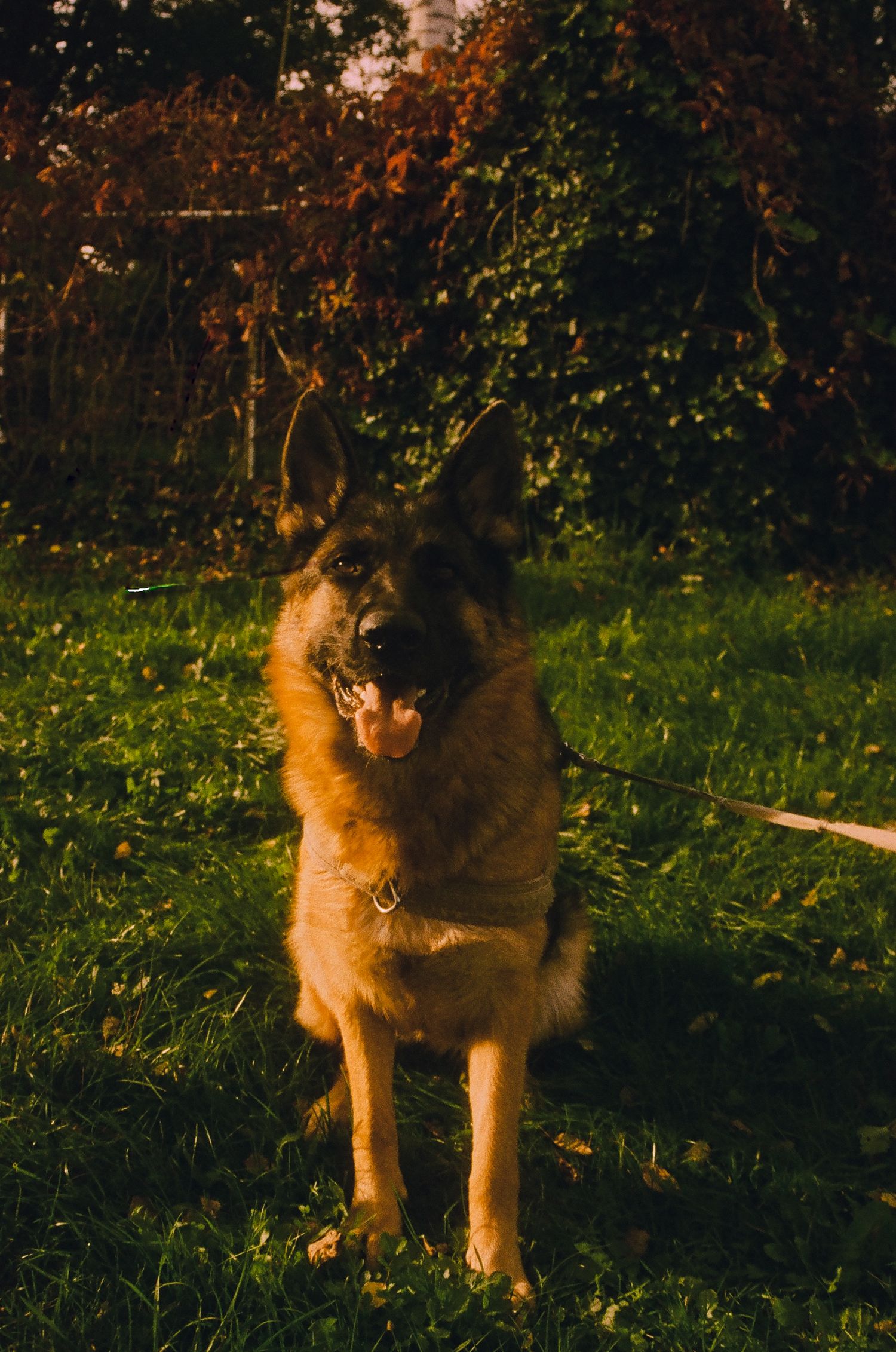 A colored portrait 35mm film of a german shepherd in a fied