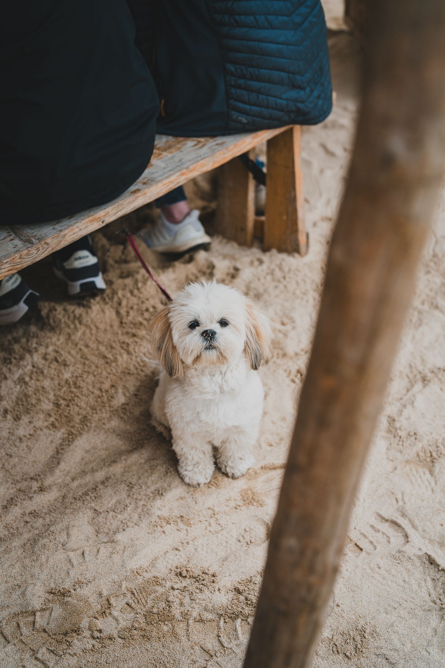 Cute white fluffy Shih Tzu dog sitting on sandy beach floor beneath a wooden bench.