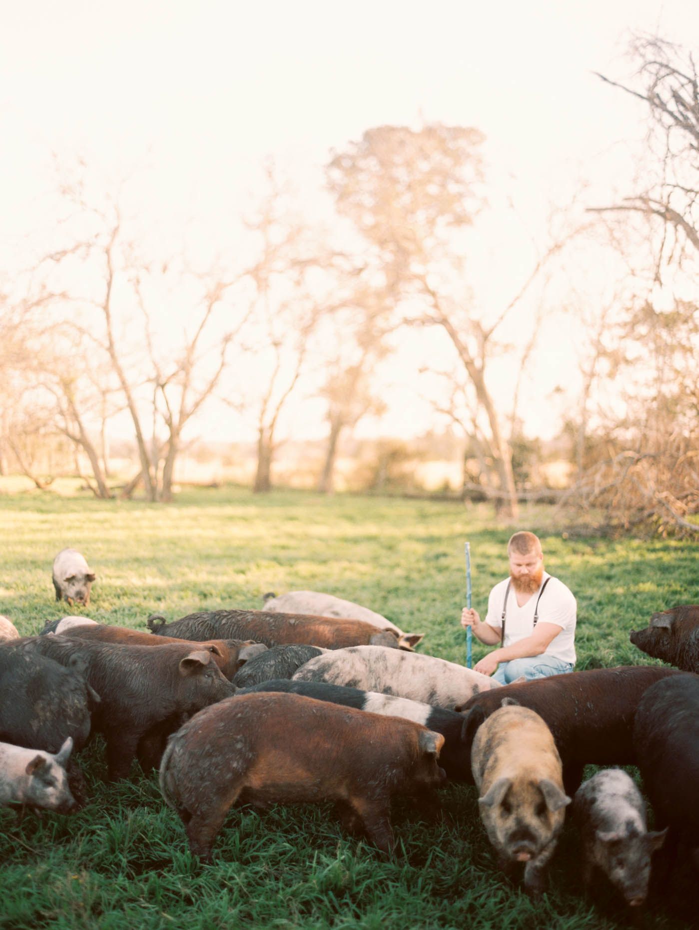 Farmer surrounded by a herd of pigs grazing on a lush green pasture during golden hour.