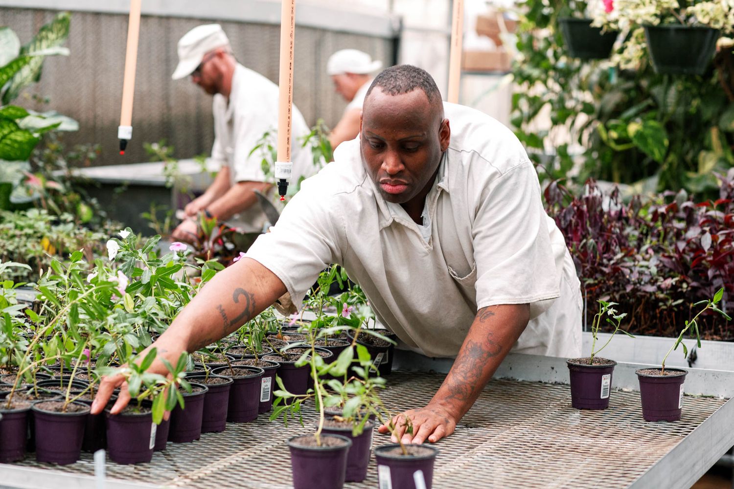 Two workers tending to young potted plants in a greenhouse, arranging seedlings on a metal table.