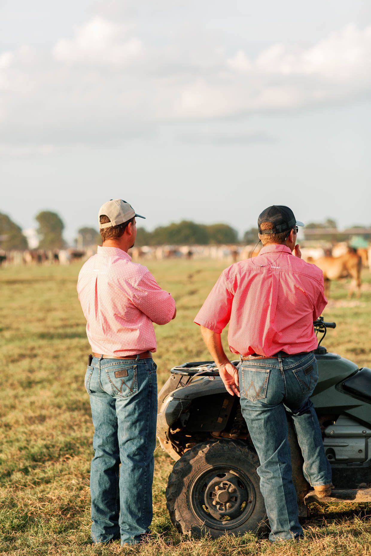 Two farmers in pink shirts and jeans stand by an ATV surveying cattle grazing in a sunny pasture field.