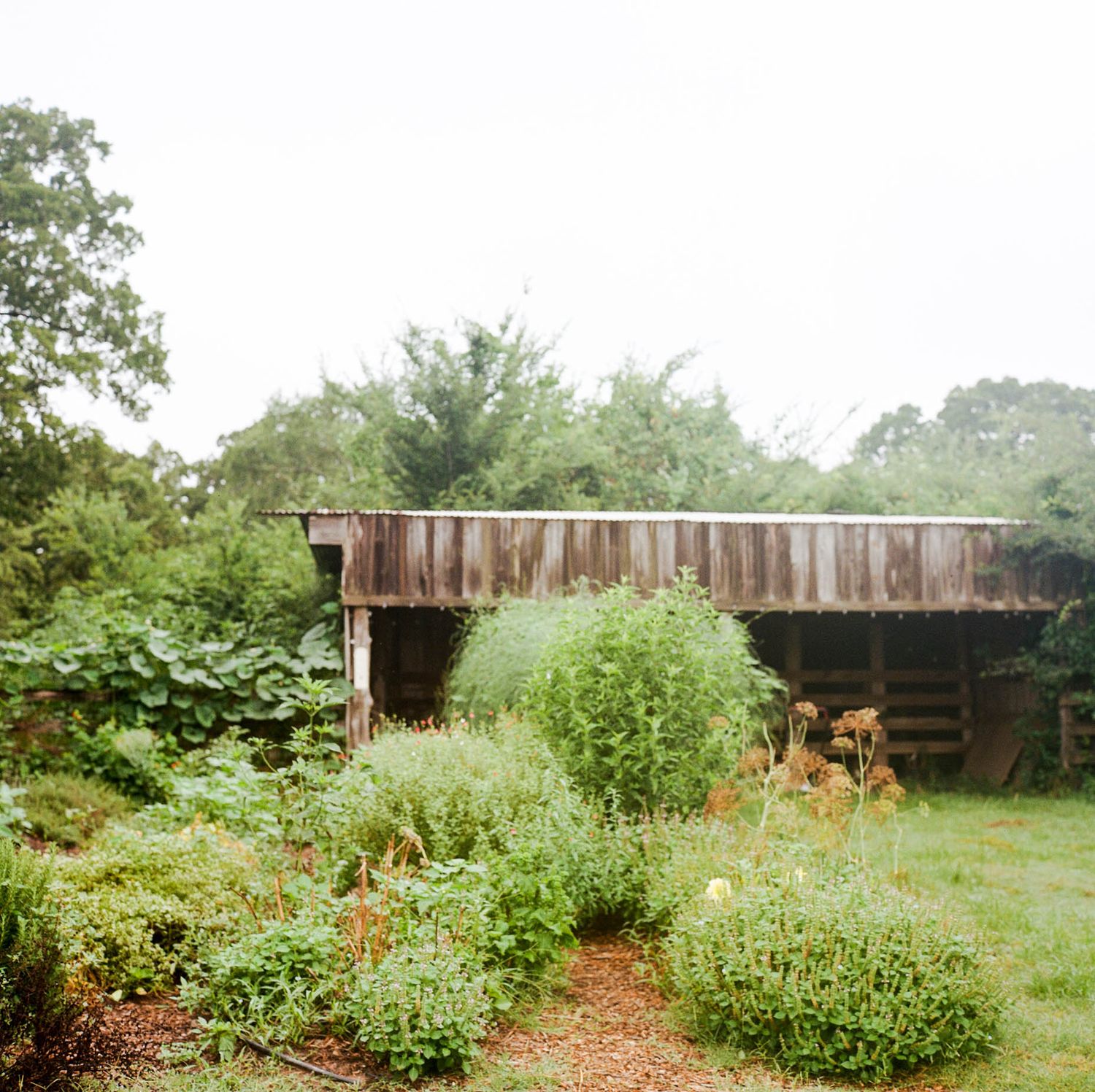 Rustic wooden barn surrounded by lush green garden plants and wildflowers on an overcast day.