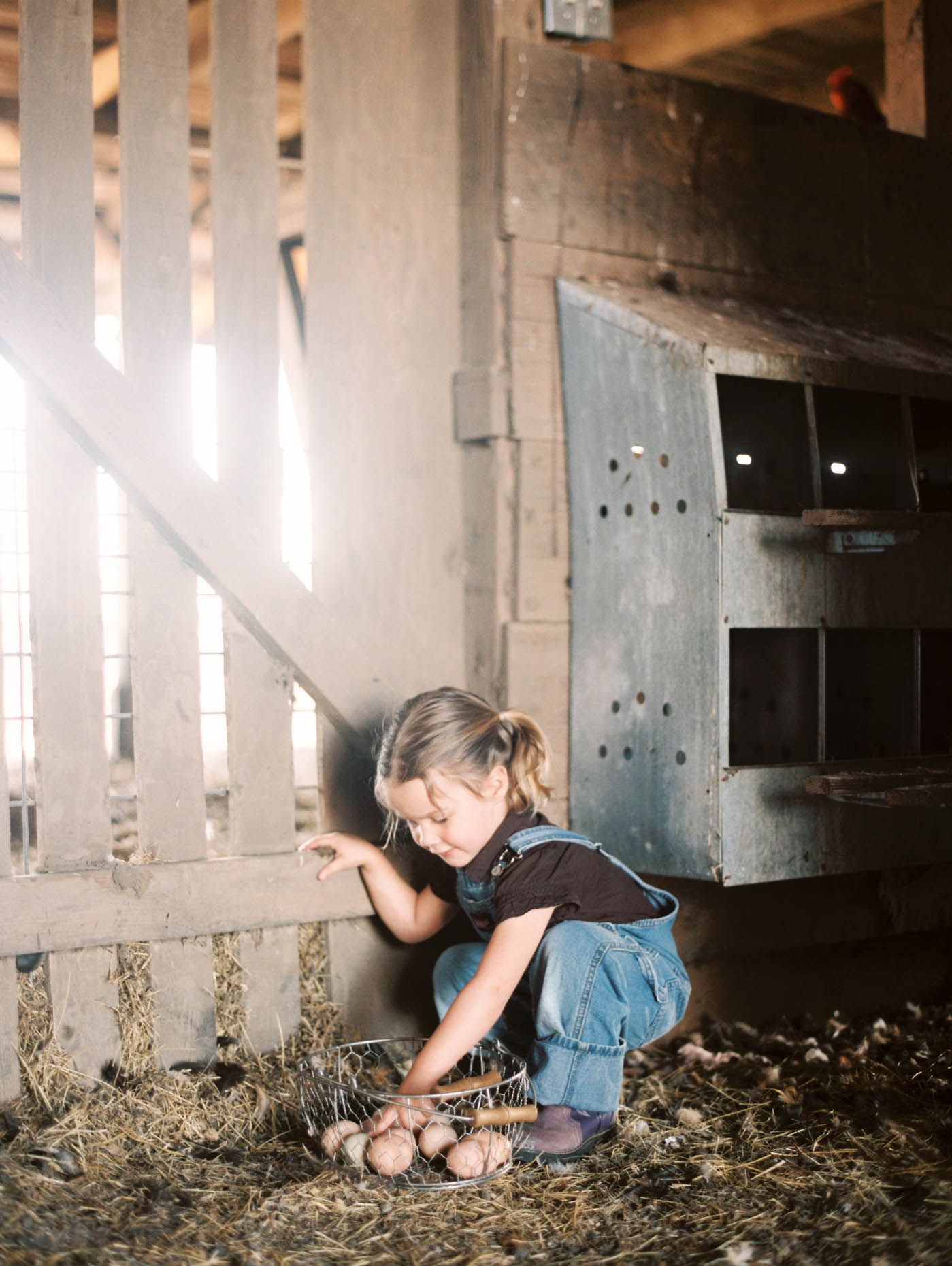 Young child in overalls collecting eggs from hay in a rustic barn.