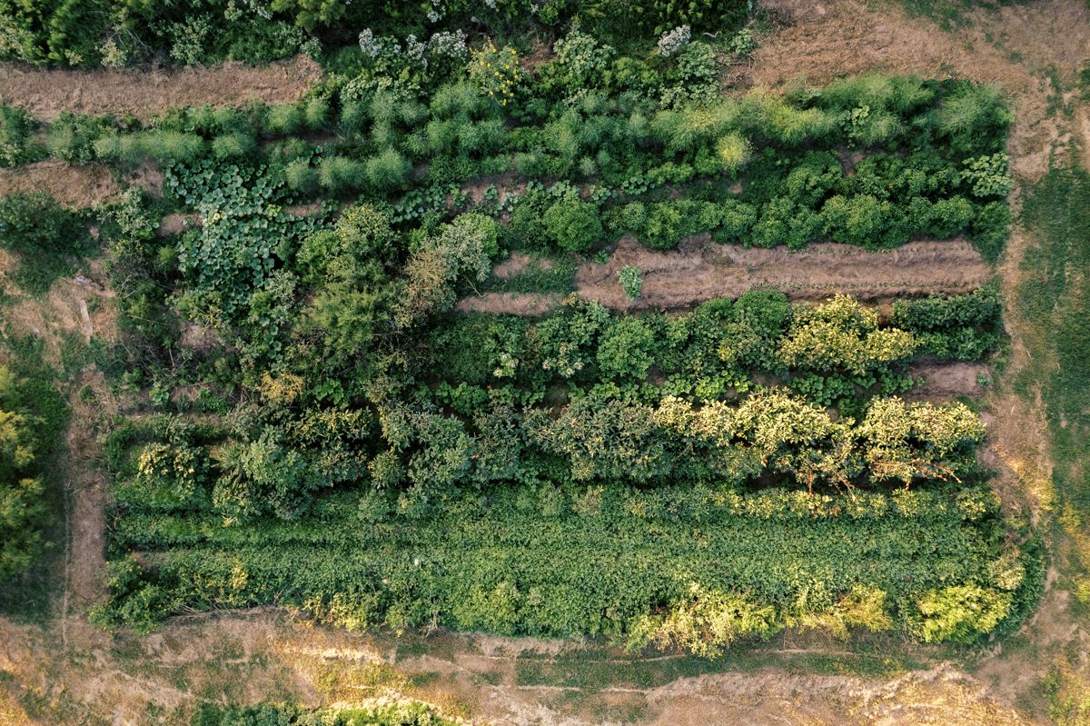 Aerial view of lush green farmland with rows of crops and trees arranged in geometric patterns from above.