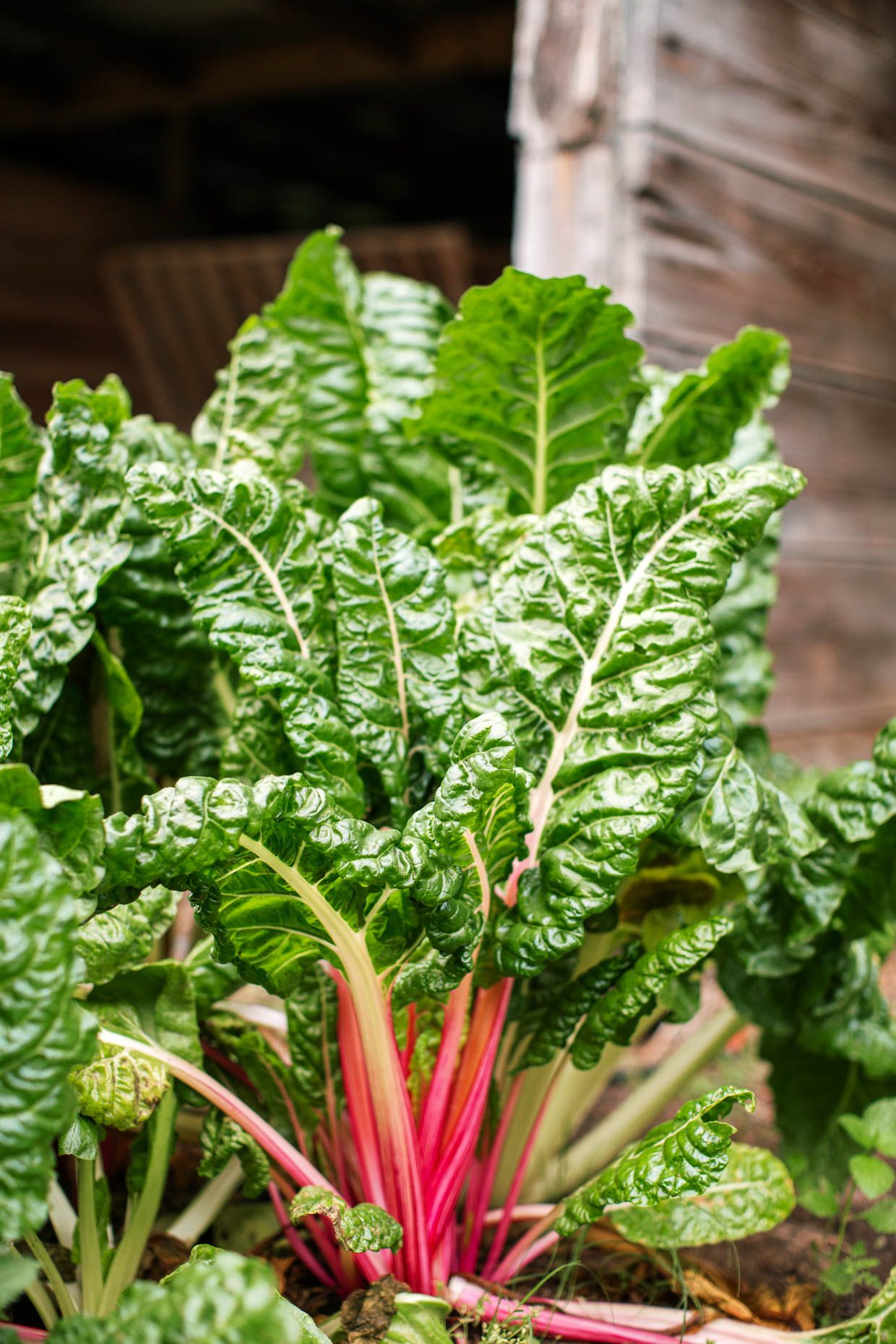 Fresh Swiss chard with vibrant pink stems and dark green leaves growing in a garden bed near a rustic wooden structure.