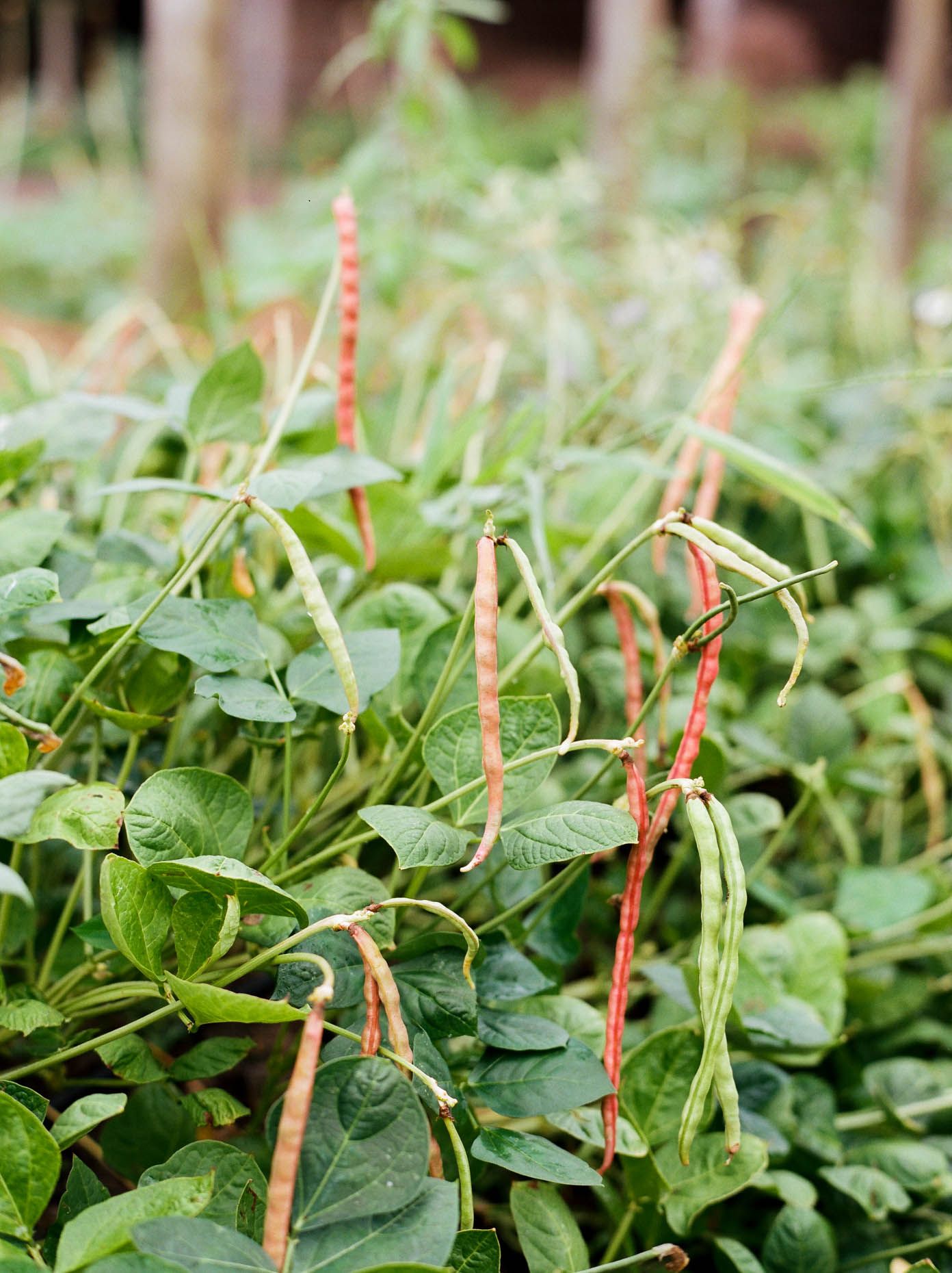 Close-up of red and green bean pods growing on lush plants in a garden.