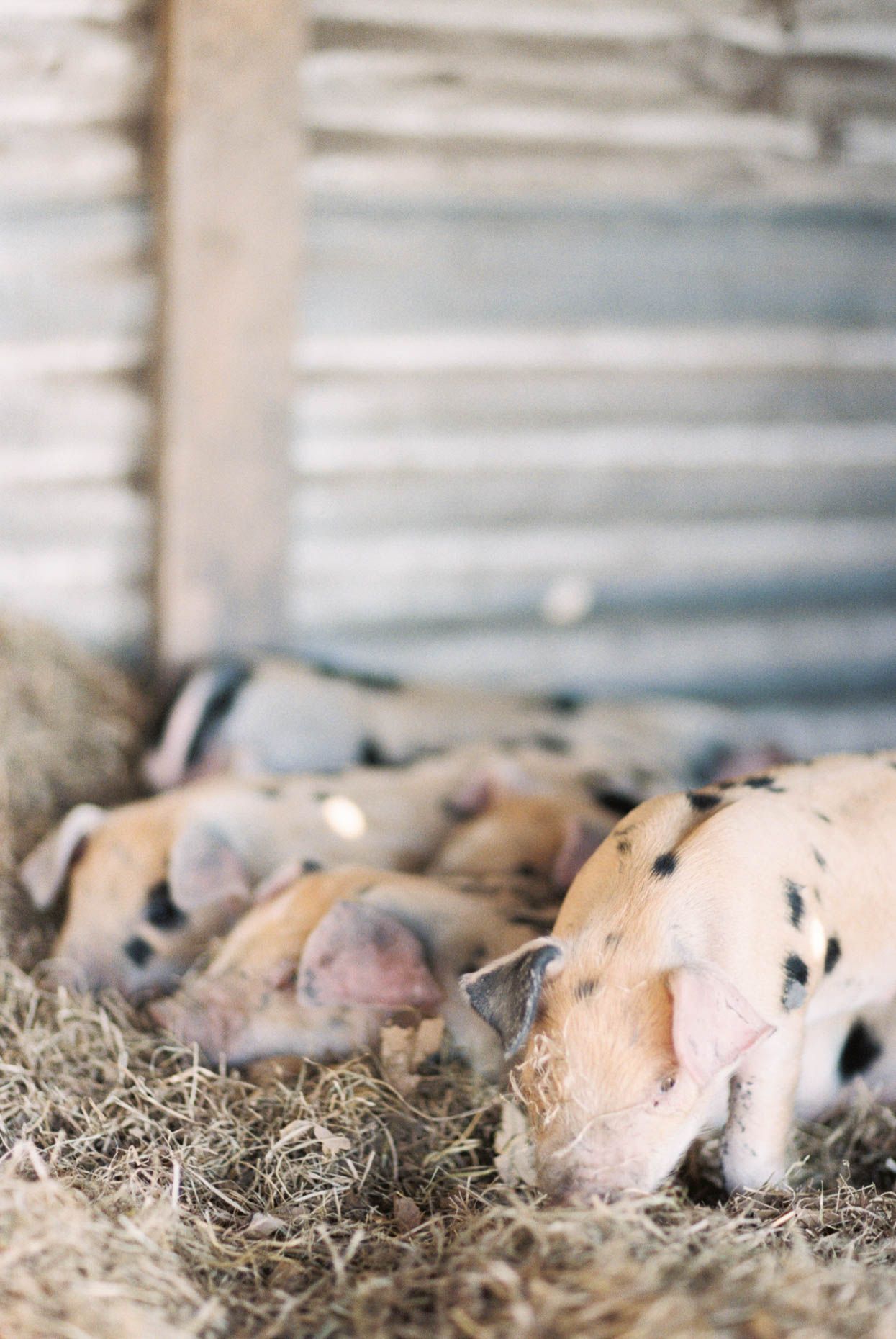 Spotted piglets resting and rooting in hay inside a rustic barn with corrugated metal walls.