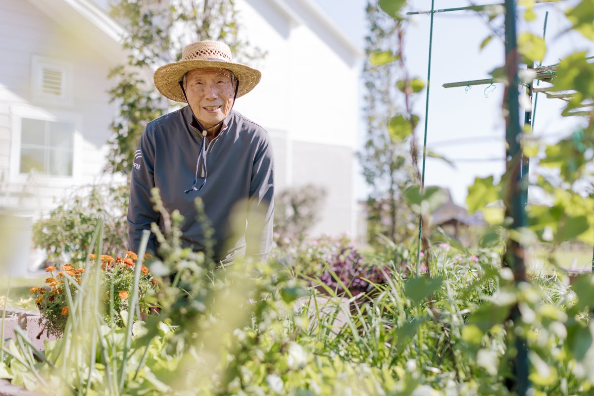 Elderly man in straw hat tending a lush garden with colorful plants on a sunny day.