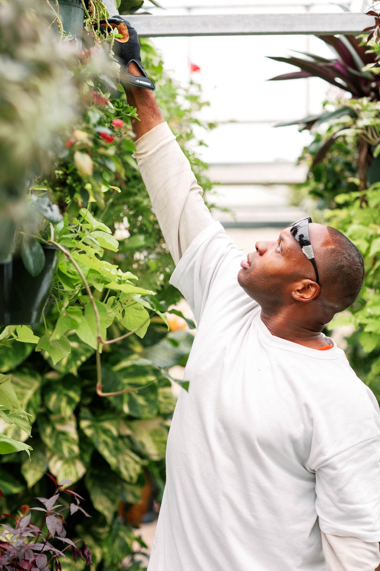 African American man in white shirt tending to hanging plants in a lush greenhouse, reaching up to inspect foliage.