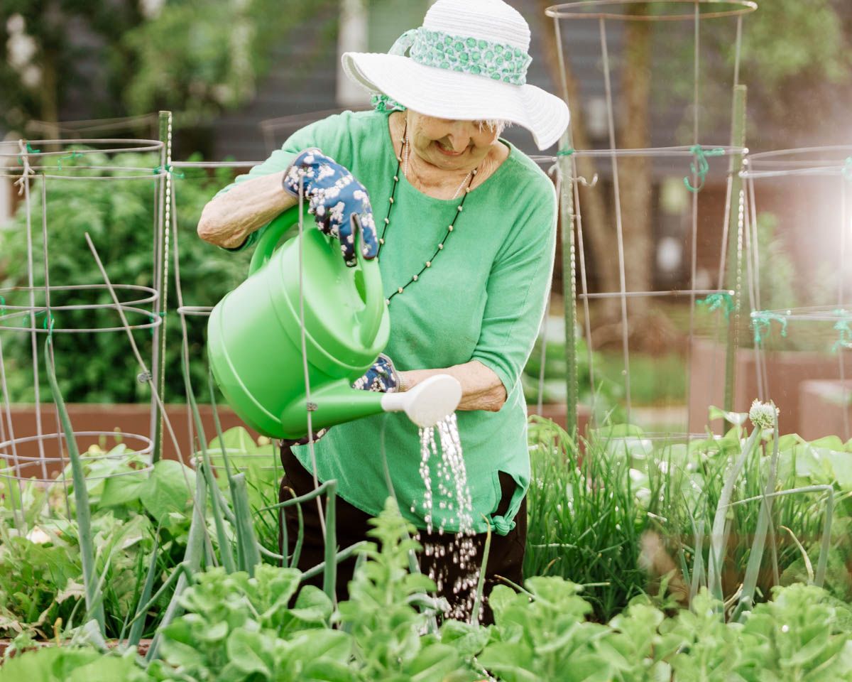 Senior woman in green shirt and white hat waters vegetable garden plants with green watering can.