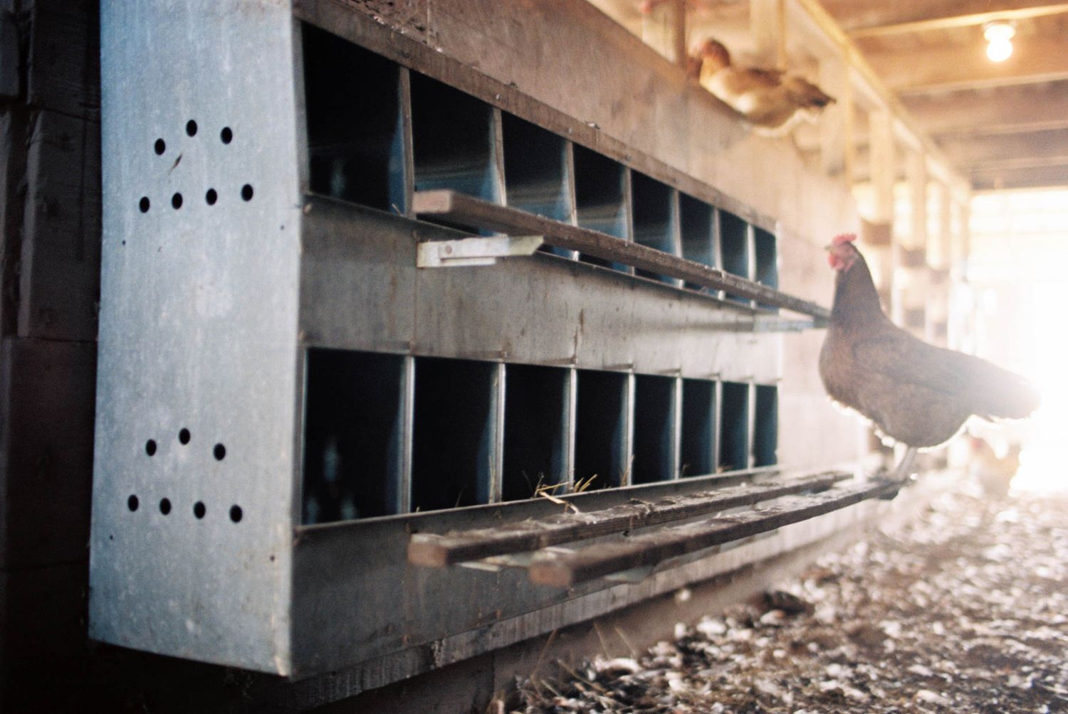Chickens perched on metal nesting boxes inside a poultry barn.