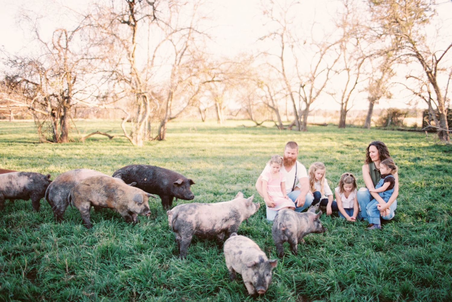 Family with children sitting among pigs in a green field at golden hour on a farm.