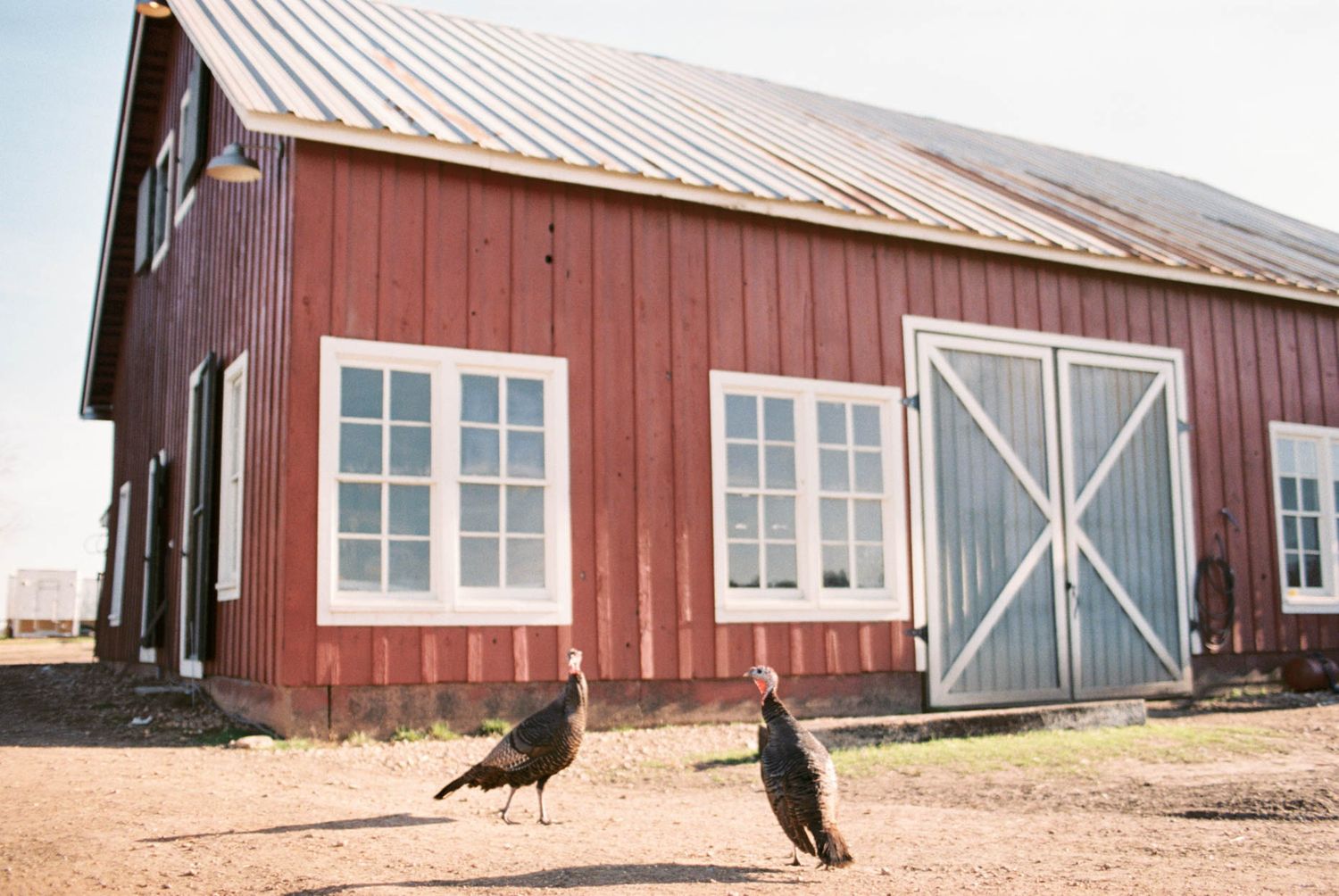 Two wild turkeys walking in front of a classic red barn with blue doors.