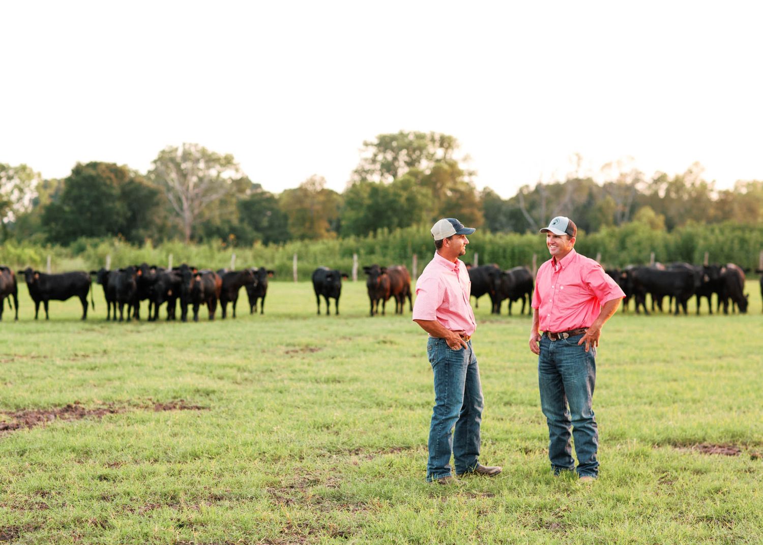Two ranchers in pink shirts and jeans stand in a green pasture with a herd of black cattle behind them.