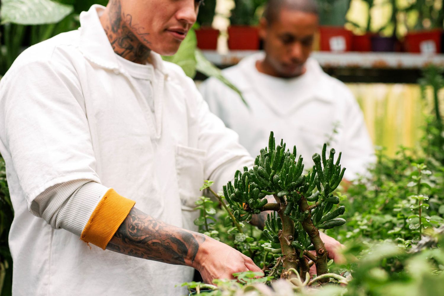 Two scientists in white lab coats tending to succulent plants in a lush greenhouse environment.