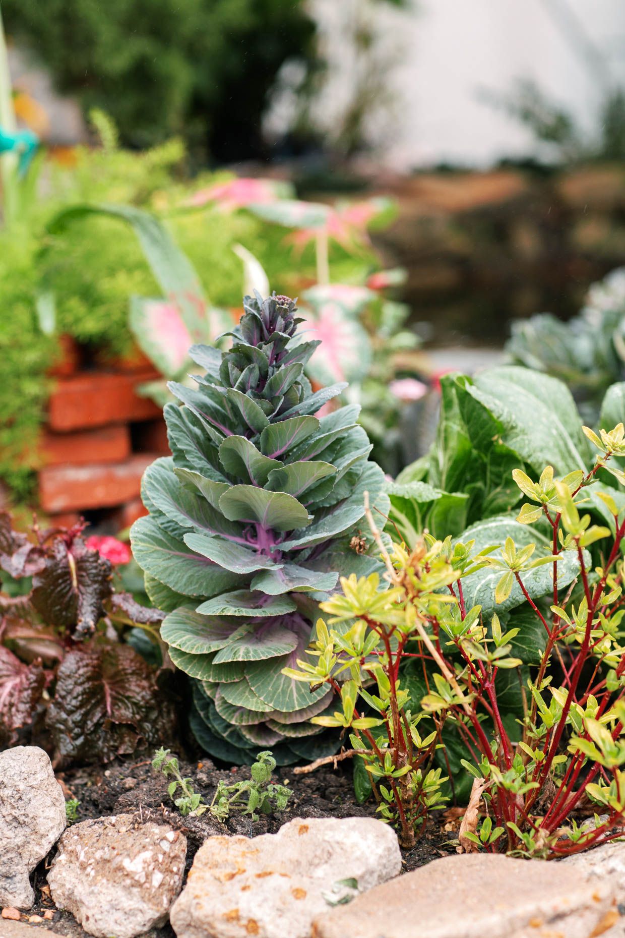 Ornamental kale with purple-green leaves surrounded by colorful garden plants and rocks in a decorative outdoor garden bed.