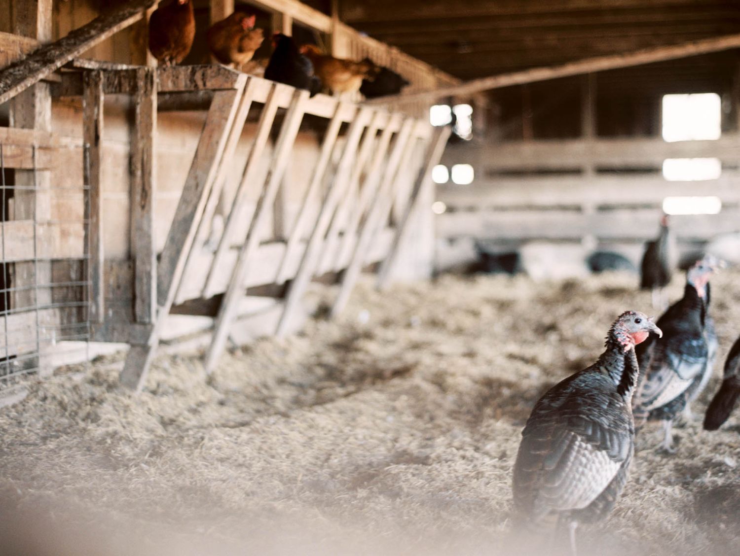 Turkeys roaming freely inside a rustic wooden barn with hay on the floor.