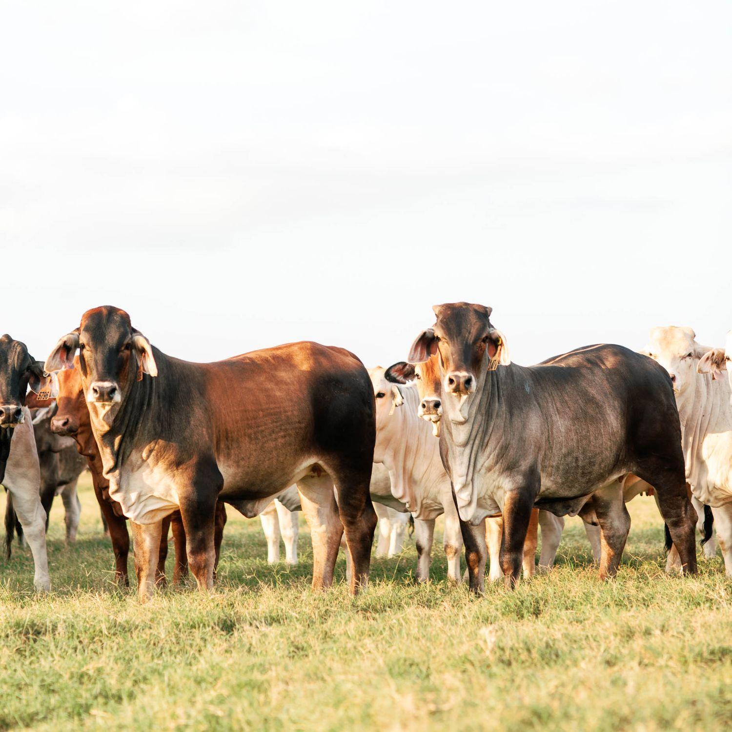 Brahman cattle standing in a green pasture field on a bright overcast day on a farm.