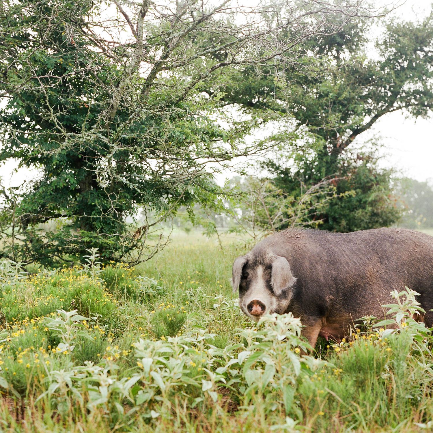 A large pig foraging among lush green plants and wildflowers in an open field with trees in the background.