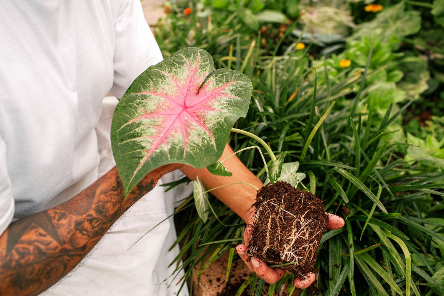 Tattooed person holding a pink caladium plant with exposed roots surrounded by lush green plants in a greenhouse.