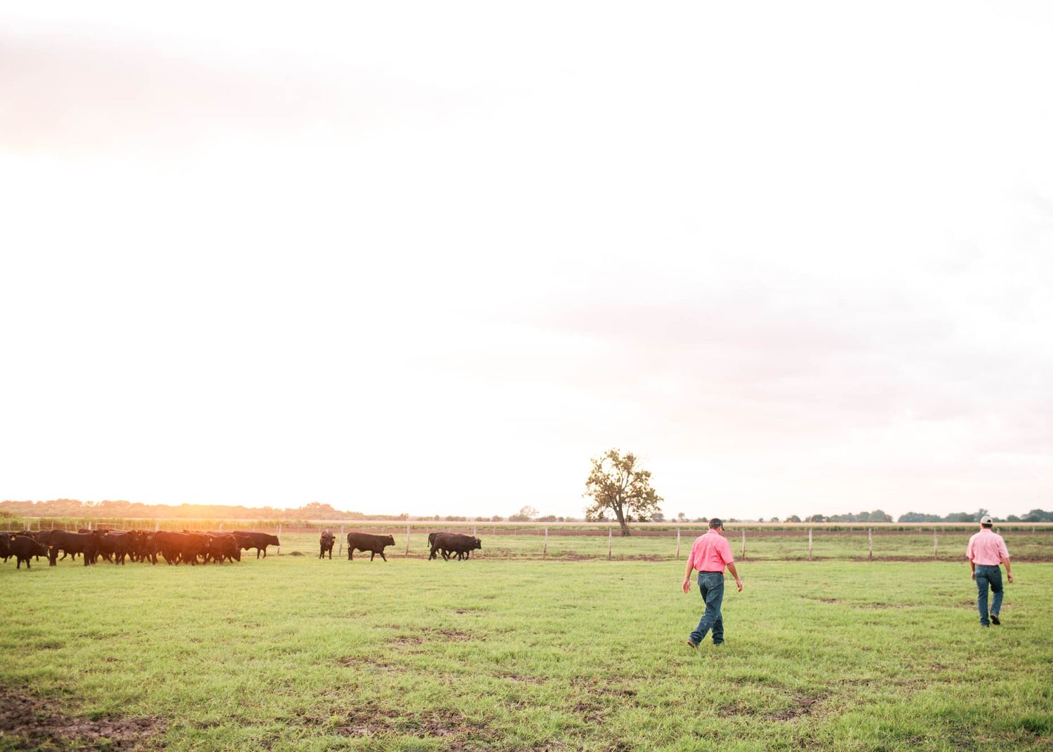 Two farmers walking across a vast green pasture toward a herd of black cattle at sunset.