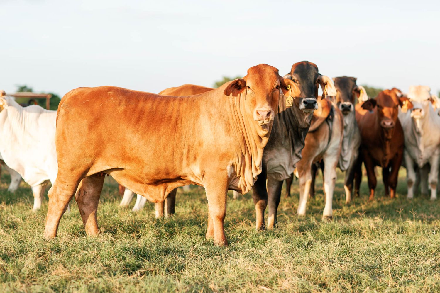 Herd of Brahman cattle grazing in a green pasture at golden hour on a farm.