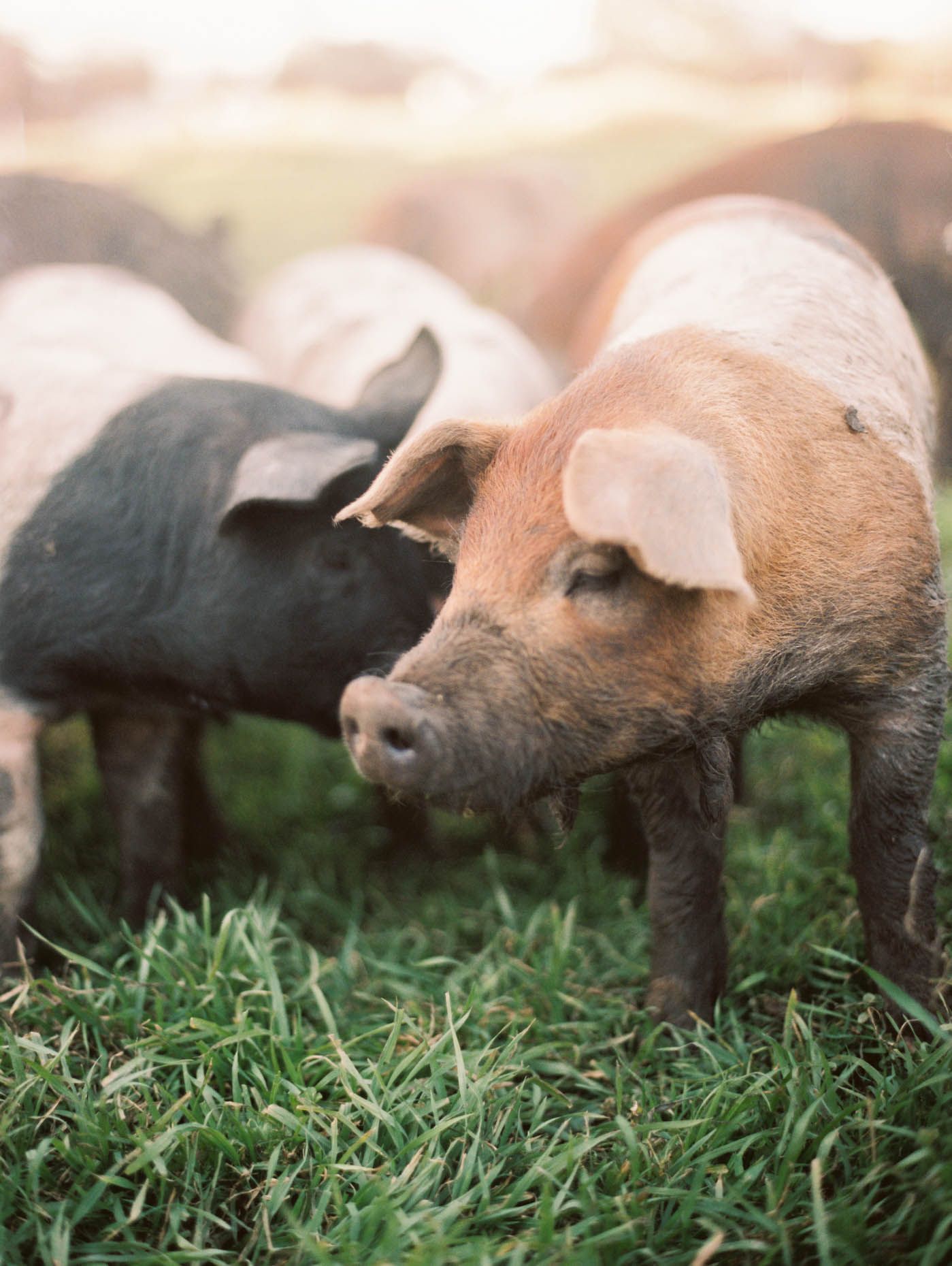 Two pigs, one black and one pink, nuzzle each other on lush green grass in an outdoor farm setting.