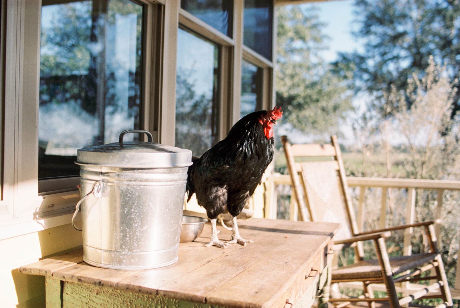 Black rooster standing on a wooden table beside a metal trash can on a sunny porch.