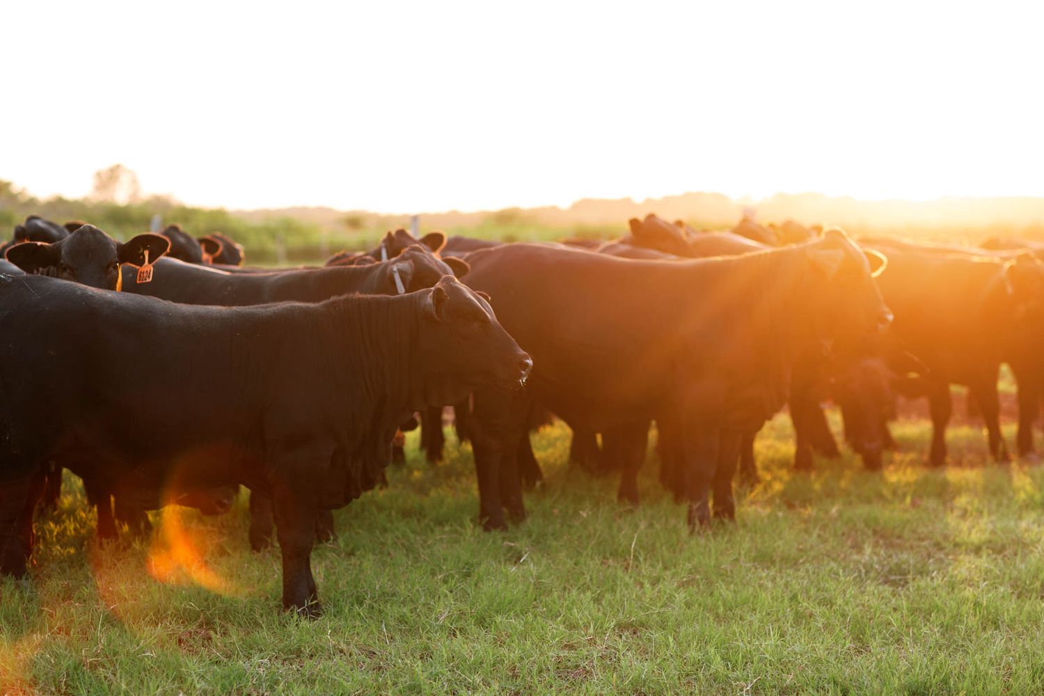 Black Angus cattle herd grazing on green pasture bathed in golden sunset light on a farm.
