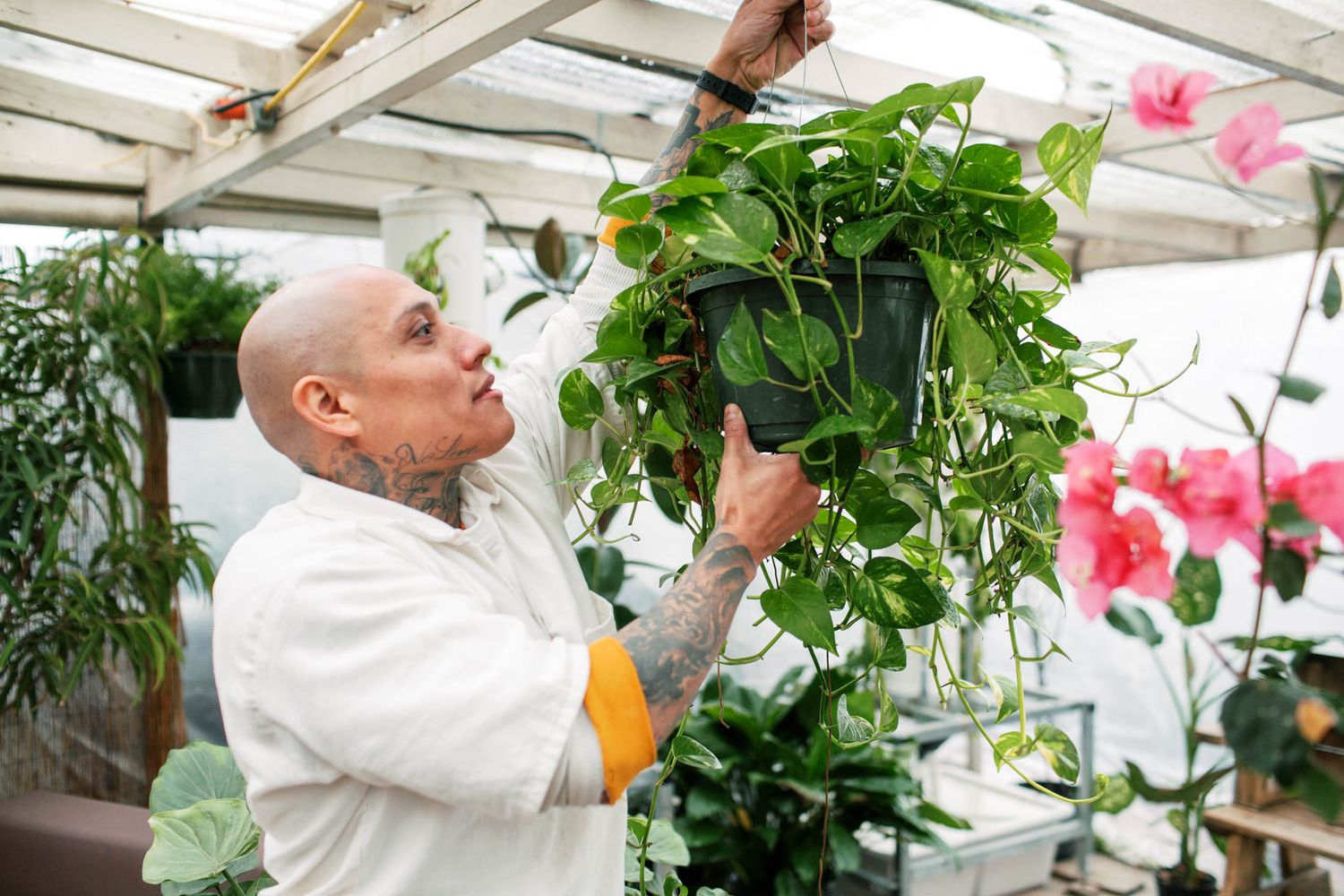 Tattooed bald man in white coat kissing a hanging pothos plant in a lush greenhouse with pink flowers.
